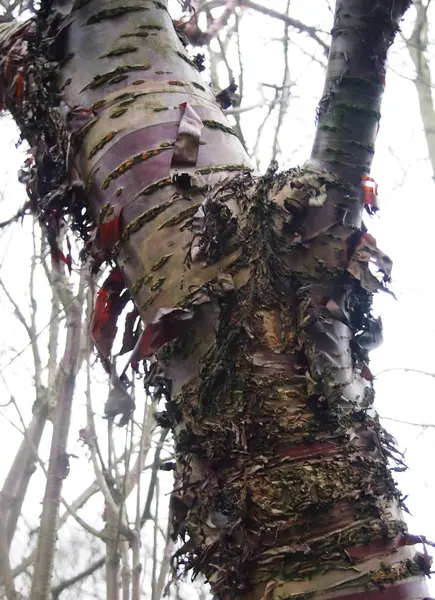 Árbol Bosque —  Fotos de Stock