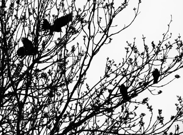 黄昏时树枝上的两只乌鸦 — 图库照片