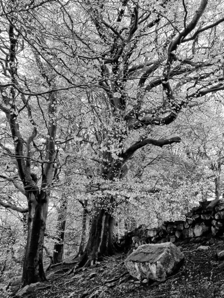 Alberi Autunnali Nella Foresta — Foto Stock