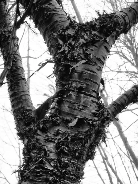 Der Baum Wald — Stockfoto