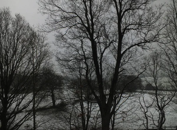 Äste Winter Bäume Und Himmel — Stockfoto