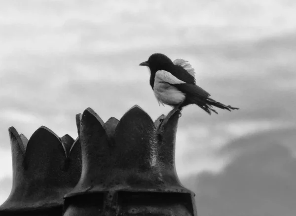 Foto Preto Branco Pássaro — Fotografia de Stock