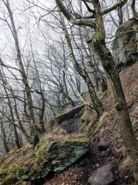 Ağaçlar ve ormanlarla dolu güzel bir manzara.