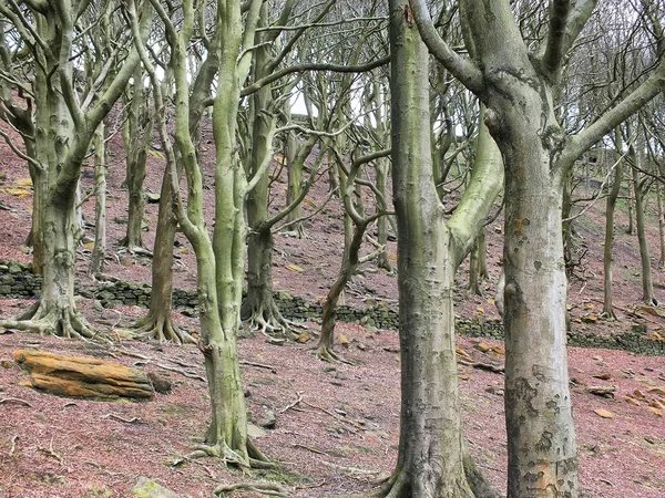 Barte Tree Trunks Wonter Forest — Stok fotoğraf
