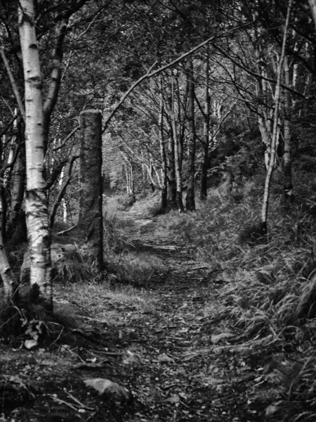 Alberi Autunnali Nella Foresta — Foto Stock