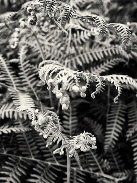 Preto Branco Folhas — Fotografia de Stock