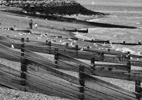 Plajın Siyah Beyaz Fotoğrafı — Stok fotoğraf