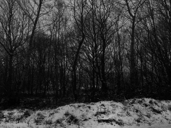 Czarno Białe Zdjęcie Pięknego Lasu — Zdjęcie stockowe