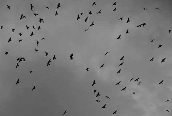 Πτηνά Που Πετούν Στον Ουρανό — Φωτογραφία Αρχείου