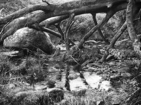 Alberi Secolari Nella Foresta — Foto Stock