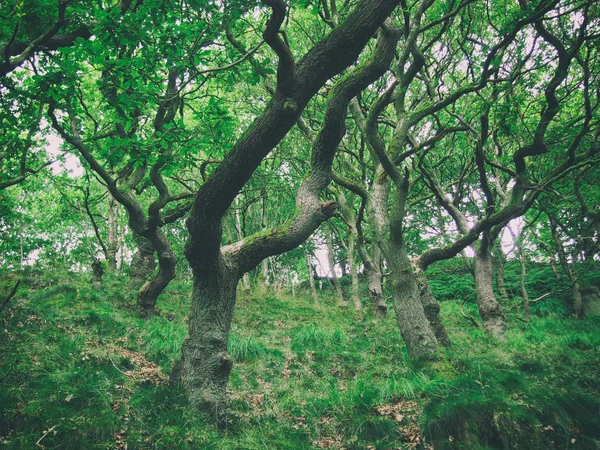 Grüne Bäume Wald — Stockfoto