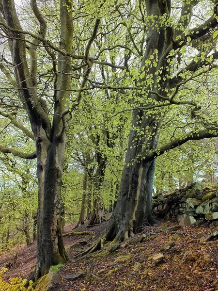 急な丘の斜面に新しい緑の葉を持つ春の森林の木 — ストック写真