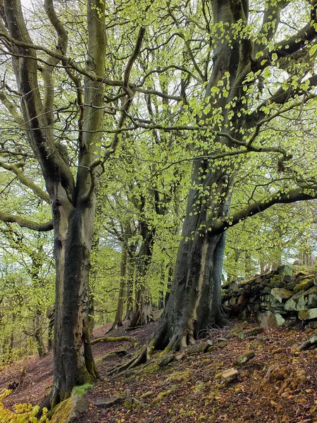 Árvores florestais na primavera com novas folhas verdes em uma encosta íngreme — Fotografia de Stock