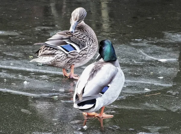 Ein Entenpaar stand mit Reflektoren auf dem Eis in einem zugefrorenen Fluss — Stockfoto