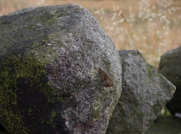 Close View Stones Moss —  Fotos de Stock