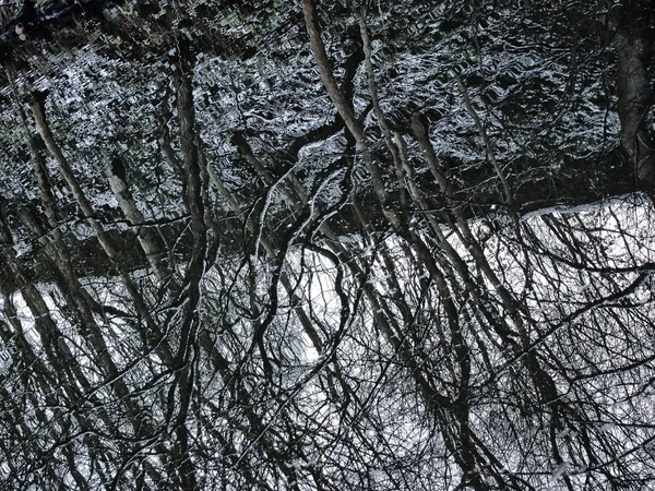 Reflexão Árvores Água — Fotografia de Stock