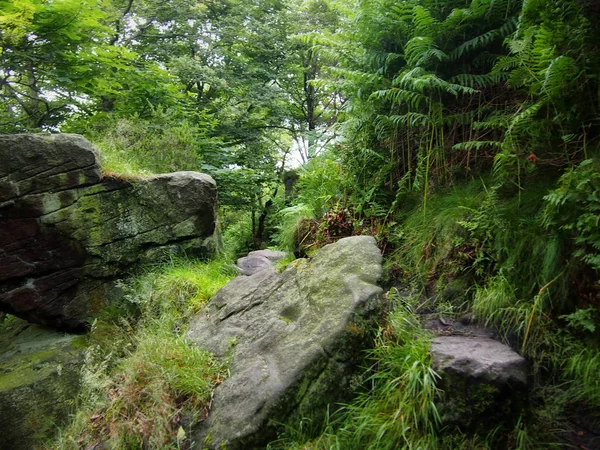 森林的美丽景色 — 图库照片