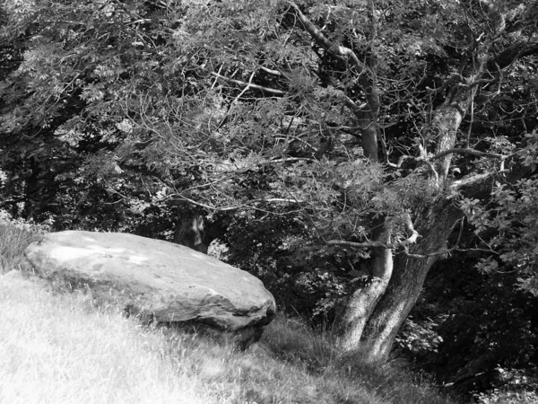 Schwarz Weiß Foto Von Felsen Wald — Stockfoto