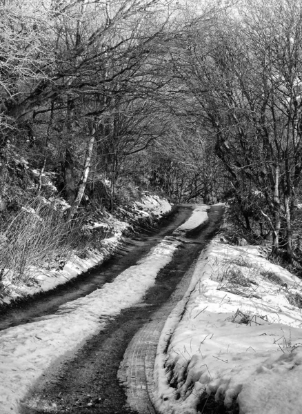 Strada Nel Bosco — Foto Stock