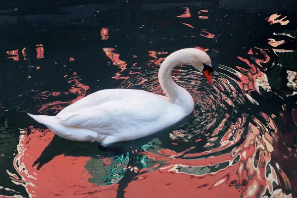 Schwan schwimmt im dunklen Wasser mit roten Reflexen und Wellen — Stockfoto