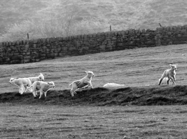 Вівці Біжать Трав Яному Полі — стокове фото