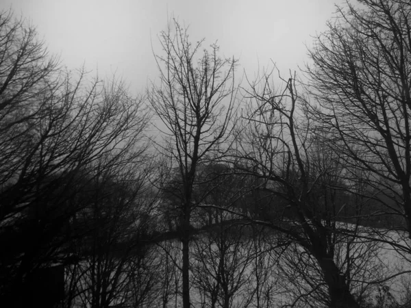 Arbres Neige Dans Forêt — Photo