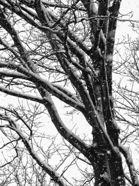 Arbre Hiver Dans Forêt — Photo