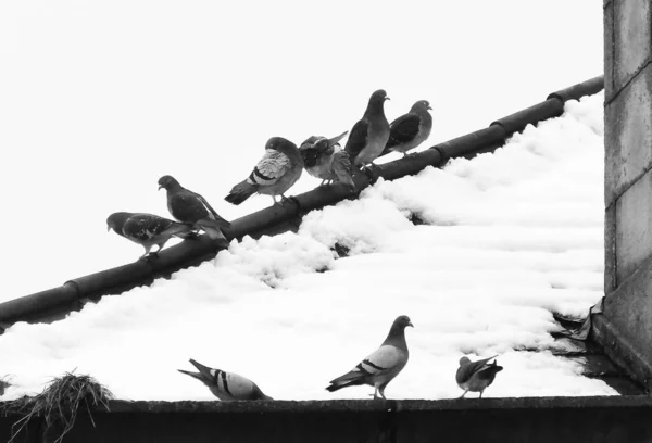 Black White Pigeons — Stock Photo, Image