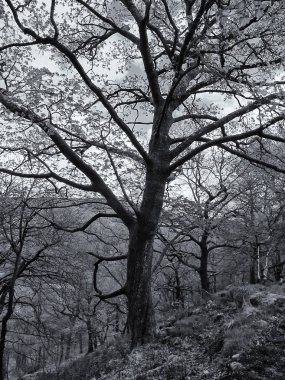 Parkın güzel manzarası