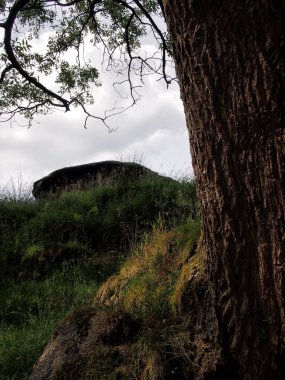 Ağaç gövdesini kapat