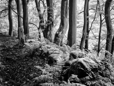 parkın siyah beyaz manzarası 