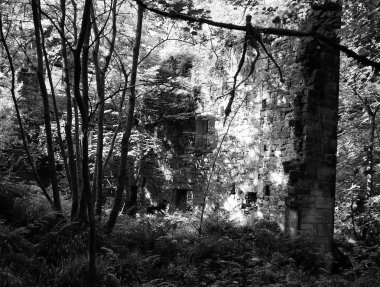 Ormanın güzel manzarası