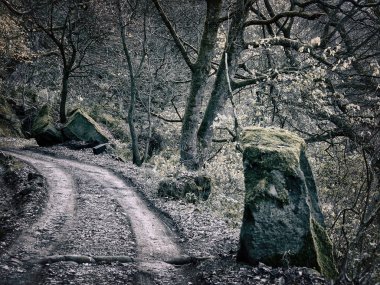 Ormandaki yol manzarası
