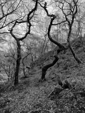 Ormandaki yaşlı ağaçlar