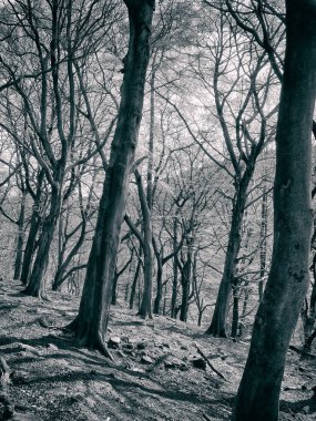 Ormanın güzel bir görüntüsü.