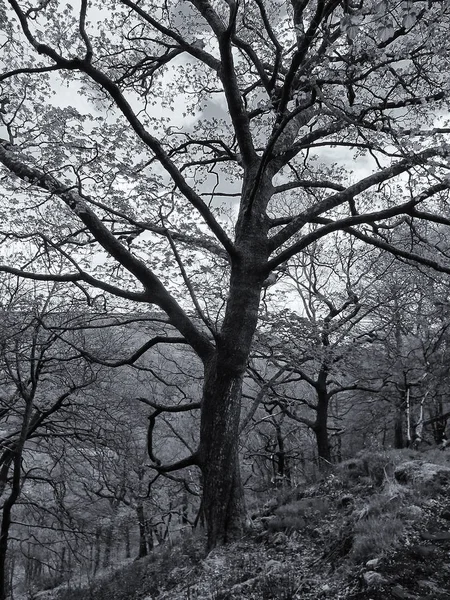Parkın güzel manzarası