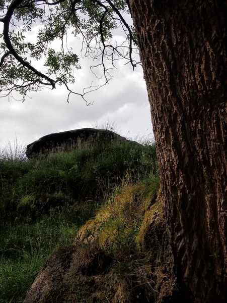 Ağaç gövdesini kapat