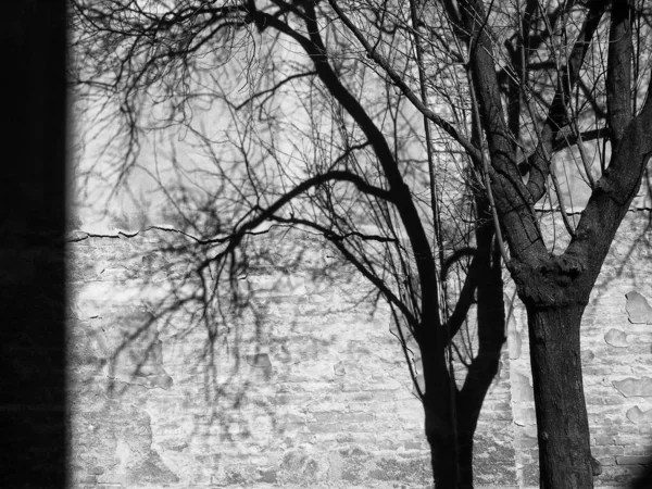 Ασπρόμαυρη Άποψη Του Δέντρου Σκιά Στον Τοίχο — Φωτογραφία Αρχείου