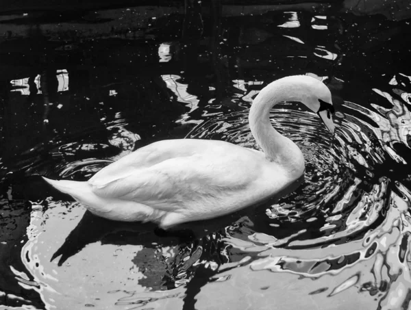 Cygne Blanc Dans Eau — Photo