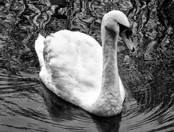 Monochrome Photo White Swan Dark Water — Stock Photo, Image