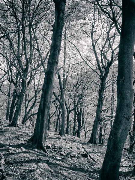 Ormanın güzel bir görüntüsü.