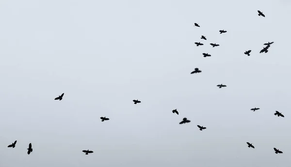 一群乌鸦飞向灰色的多云的天空 — 图库照片