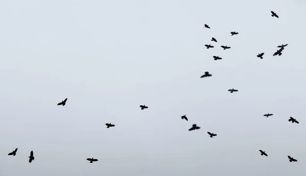 Uno Stormo Corvi Che Volano Contro Cielo Grigio Nuvoloso — Foto Stock