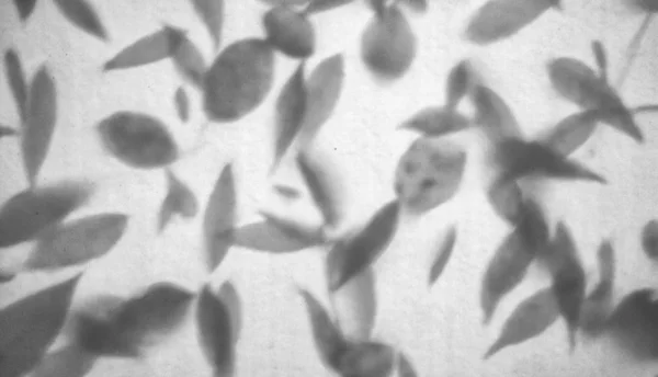 Monochrome Background Image Blurred Translucent Autism Leaves — Stockfoto