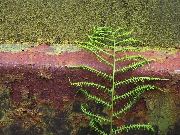 Primer plano de una vieja superficie de acero oxidado cubierto de musgo verde y algas con un helecho creciendo contra si —  Fotos de Stock