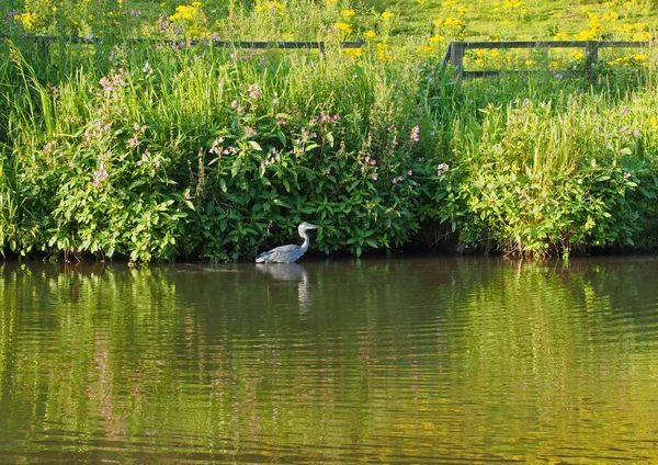 Schwan Teich — Stockfoto