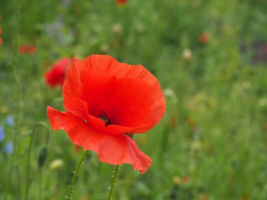 Bulanık çiçekli, parlak kırmızı bir gelincik çiçeği.