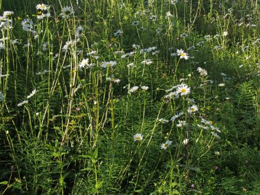 Ovada yetişen öküz gözlü papatyalar benekli güneş ışığı ve gölgeli.