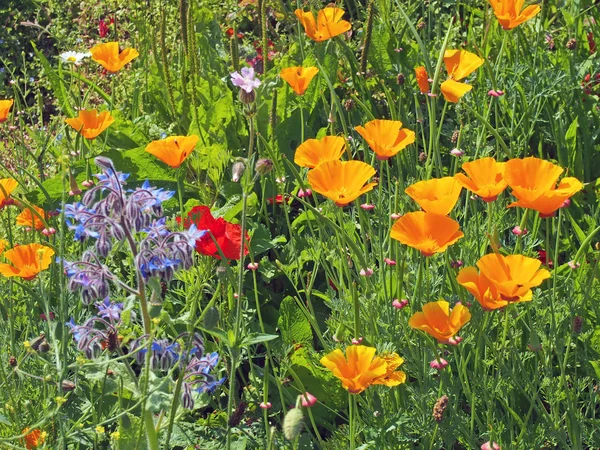 찬란 한 노란색 캘리포니아 양귀비와 붉은 양귀비를 비롯 한 들꽃들이 밝은 여름철 햇살 아래 초원에 피어 있는 모습 — 스톡 사진