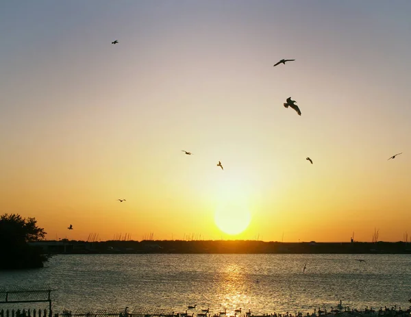 Чайки, летящие над солнцем, заходящие над тёмным озером с светящимися отражениями в воде, и плавающие лебеди и гуси в силуэте — стоковое фото